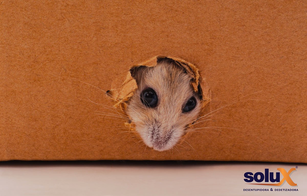 rato em caixa de papelão - Desratização Solux