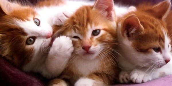 Pulga em gato podem acarretar doenças graves