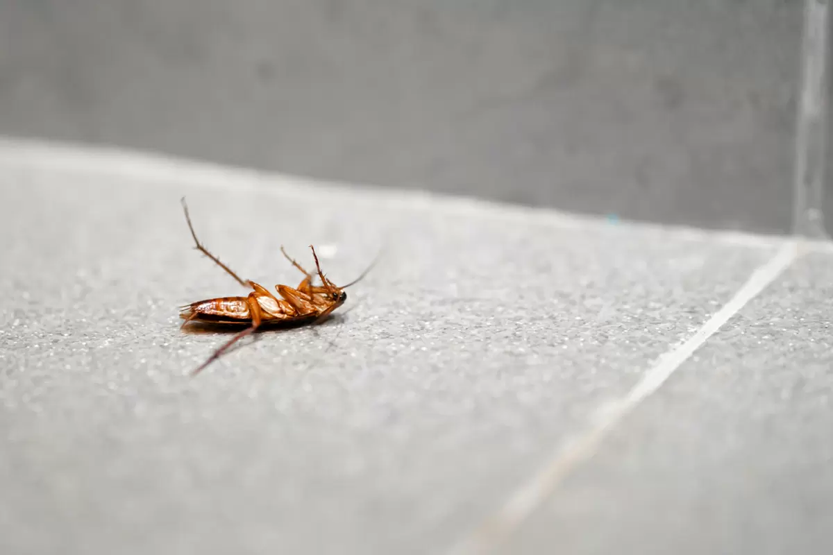 Dedetização de baratas em São Paulo – Solux