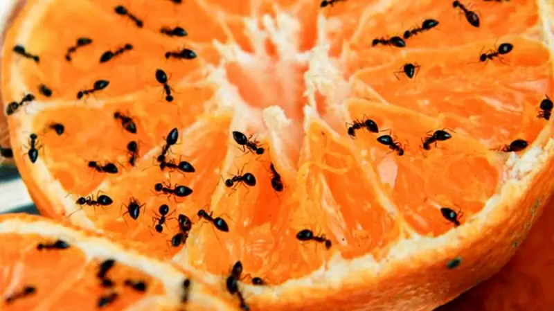 Dedetização de formigas em São Paulo – Solux